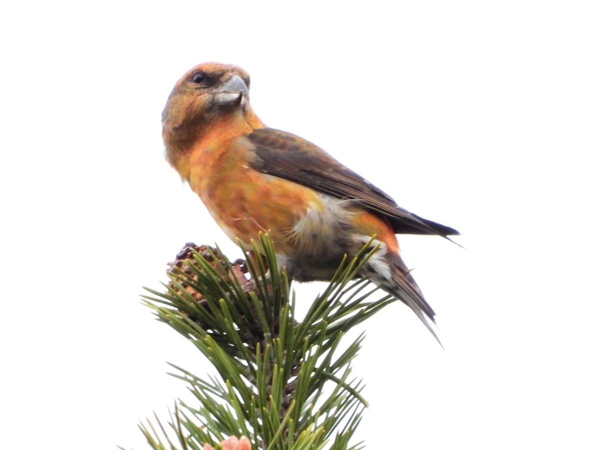 イスカ - ML647350679