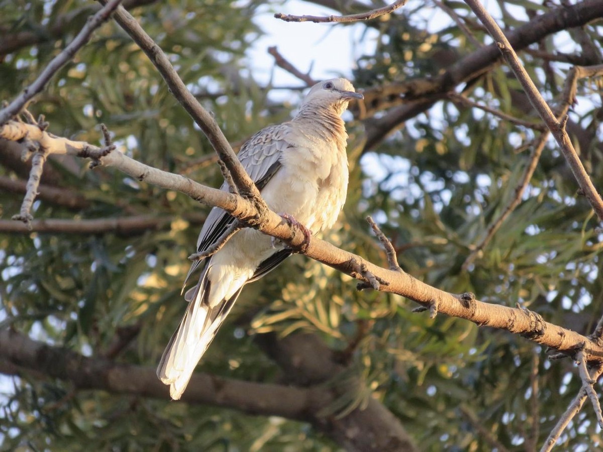 シラコバト - ML647350699