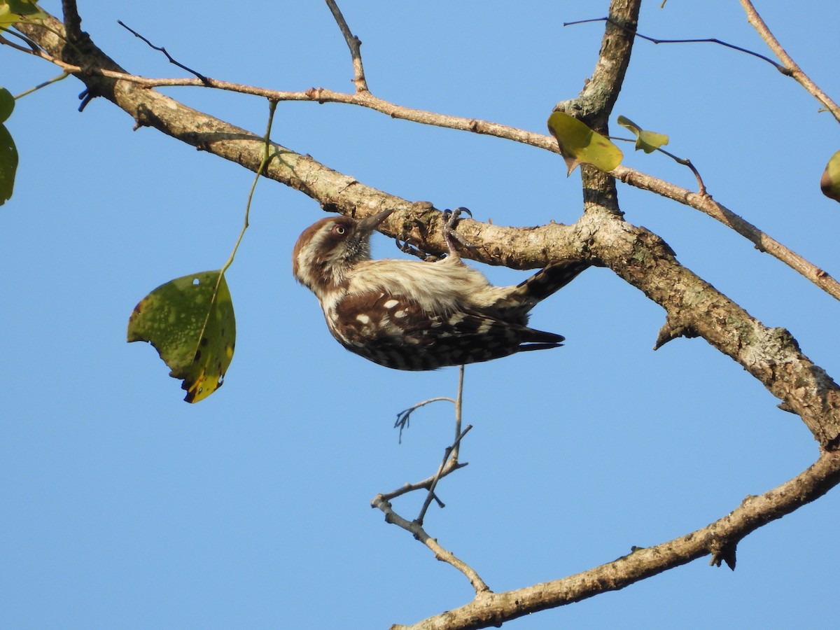 Brown-capped Pygmy Woodpecker - ML647350707