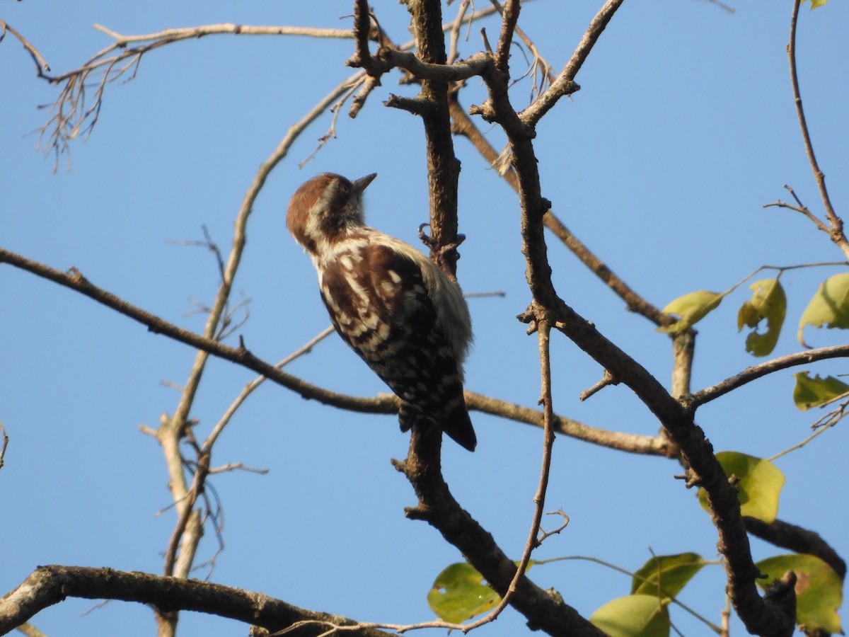 Brown-capped Pygmy Woodpecker - ML647350708