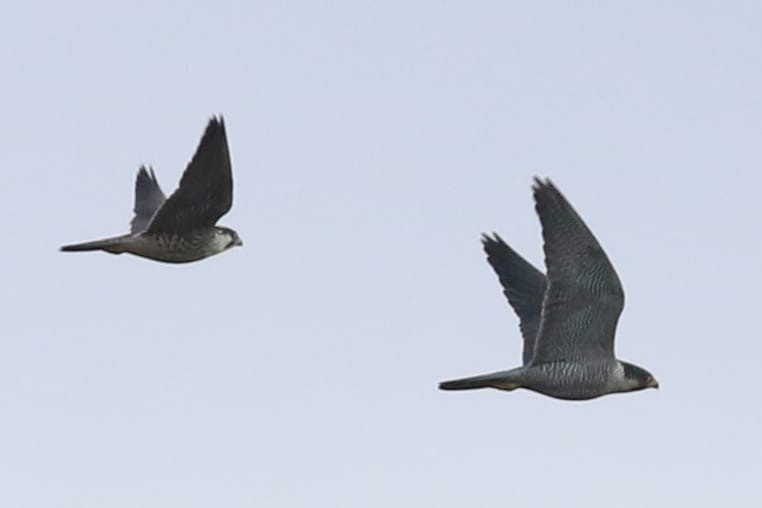 Faucon pèlerin - ML647350709