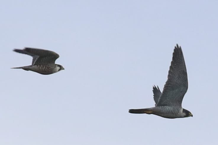 Faucon pèlerin - ML647350710