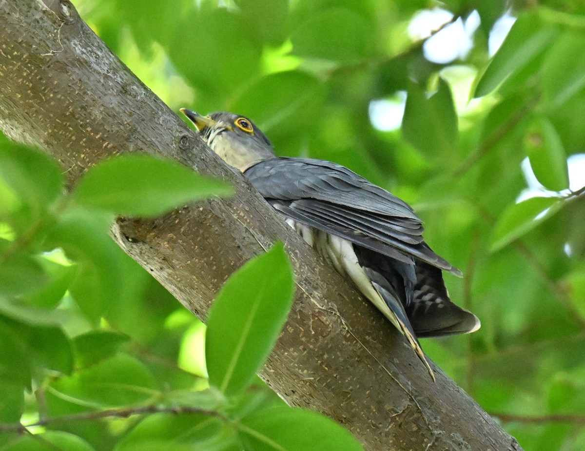 Large Hawk-Cuckoo - ML647350714