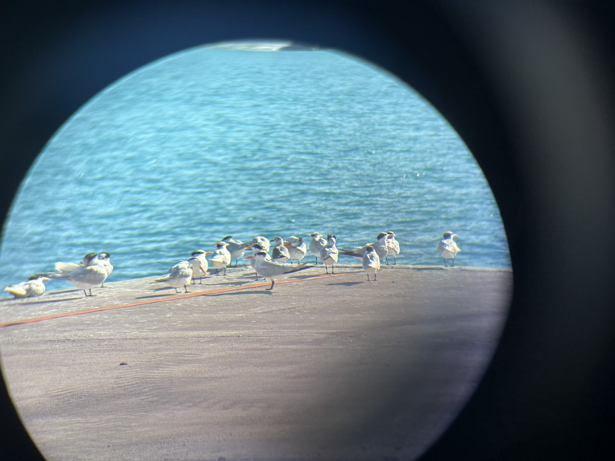 アメリカオオアジサシ - ML647350719