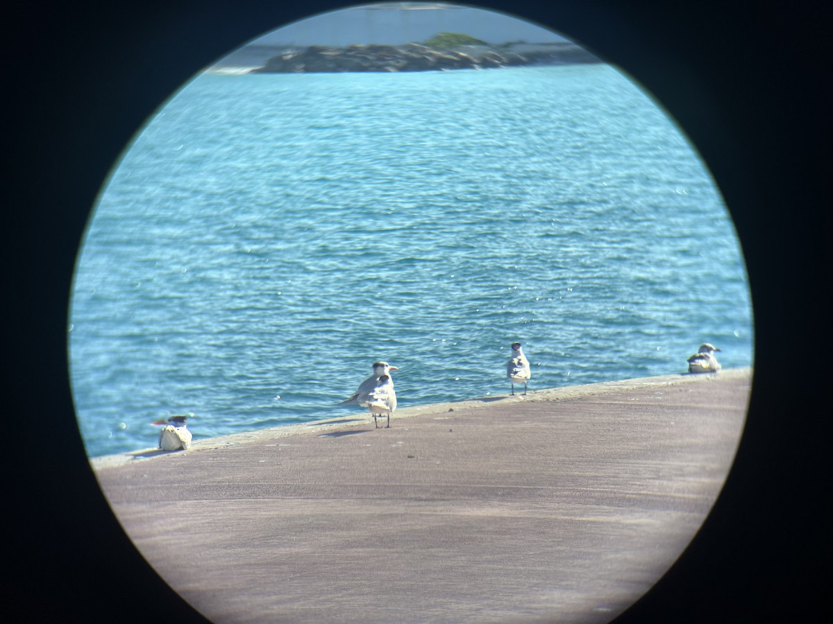 アメリカオオアジサシ - ML647350720