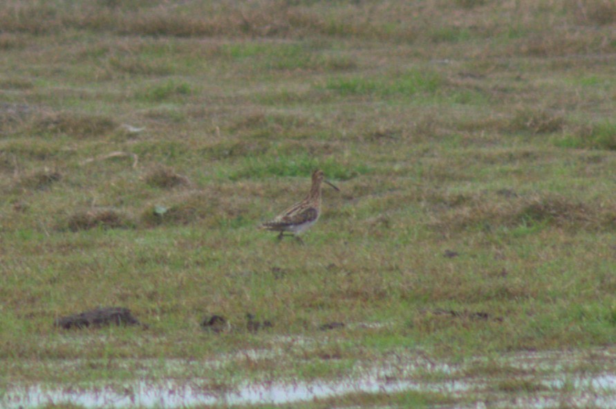 enkeltbekkasin - ML647350728