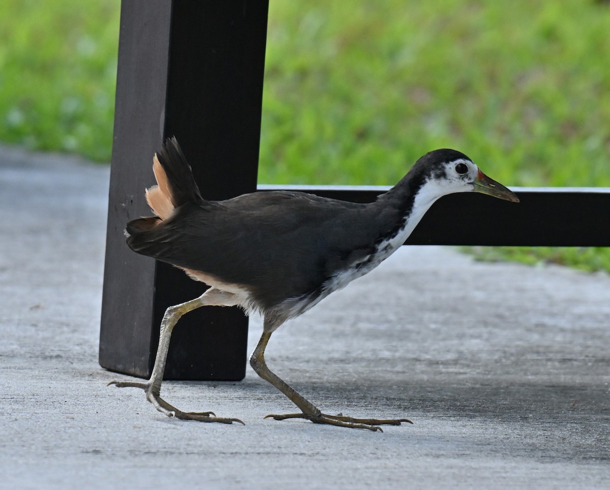 White-breasted Waterhen - ML647350736