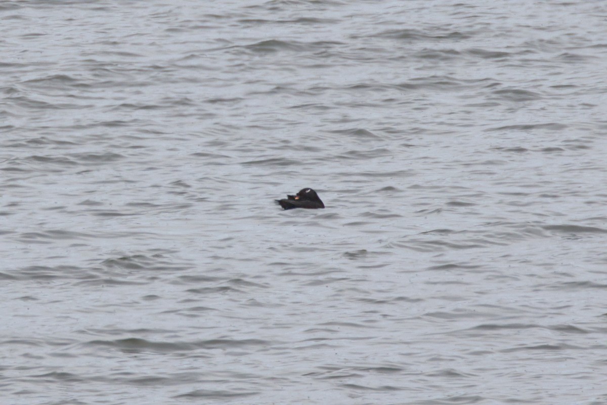 sibirsjøorre - ML647350754