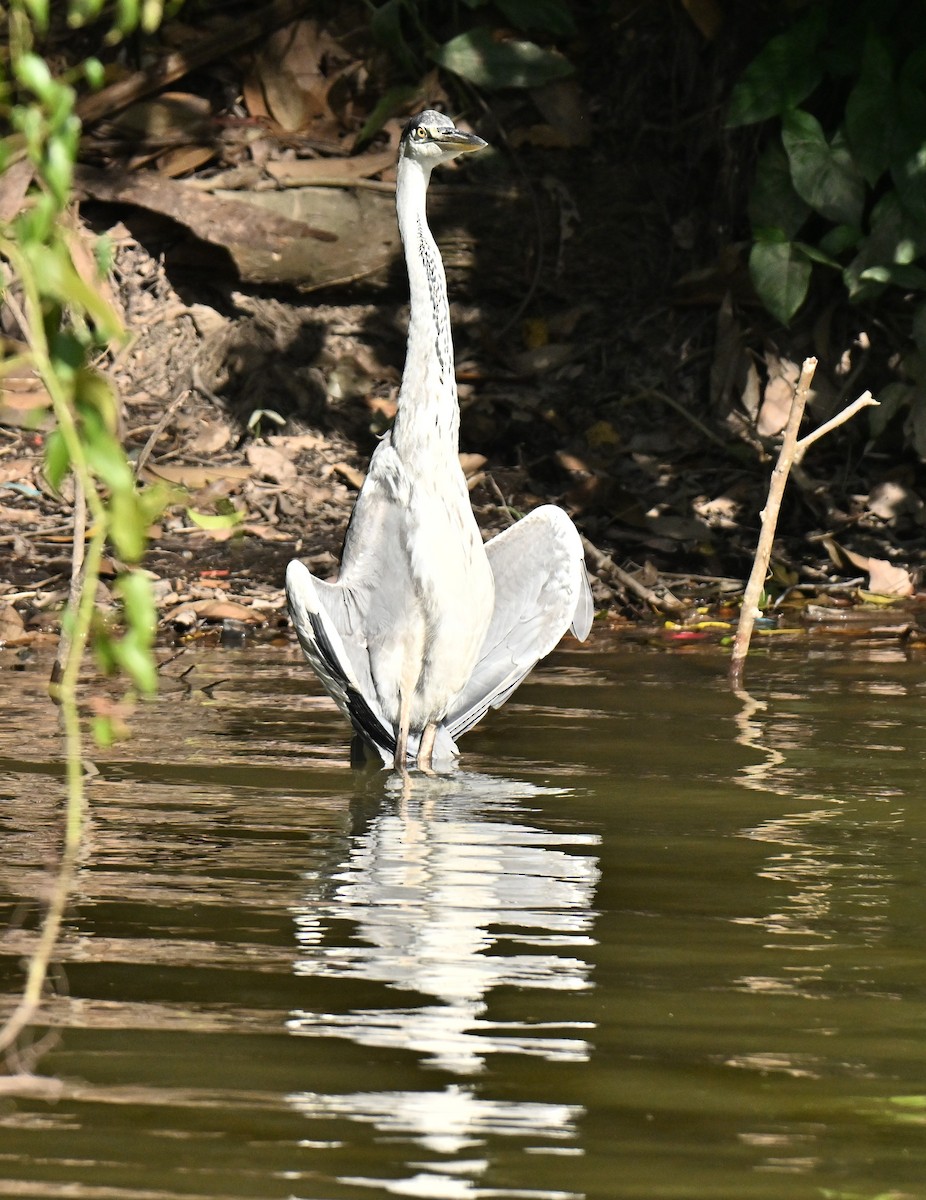 Gray Heron - ML647350755