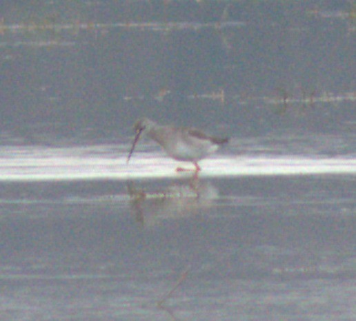 sotsnipe - ML647350756