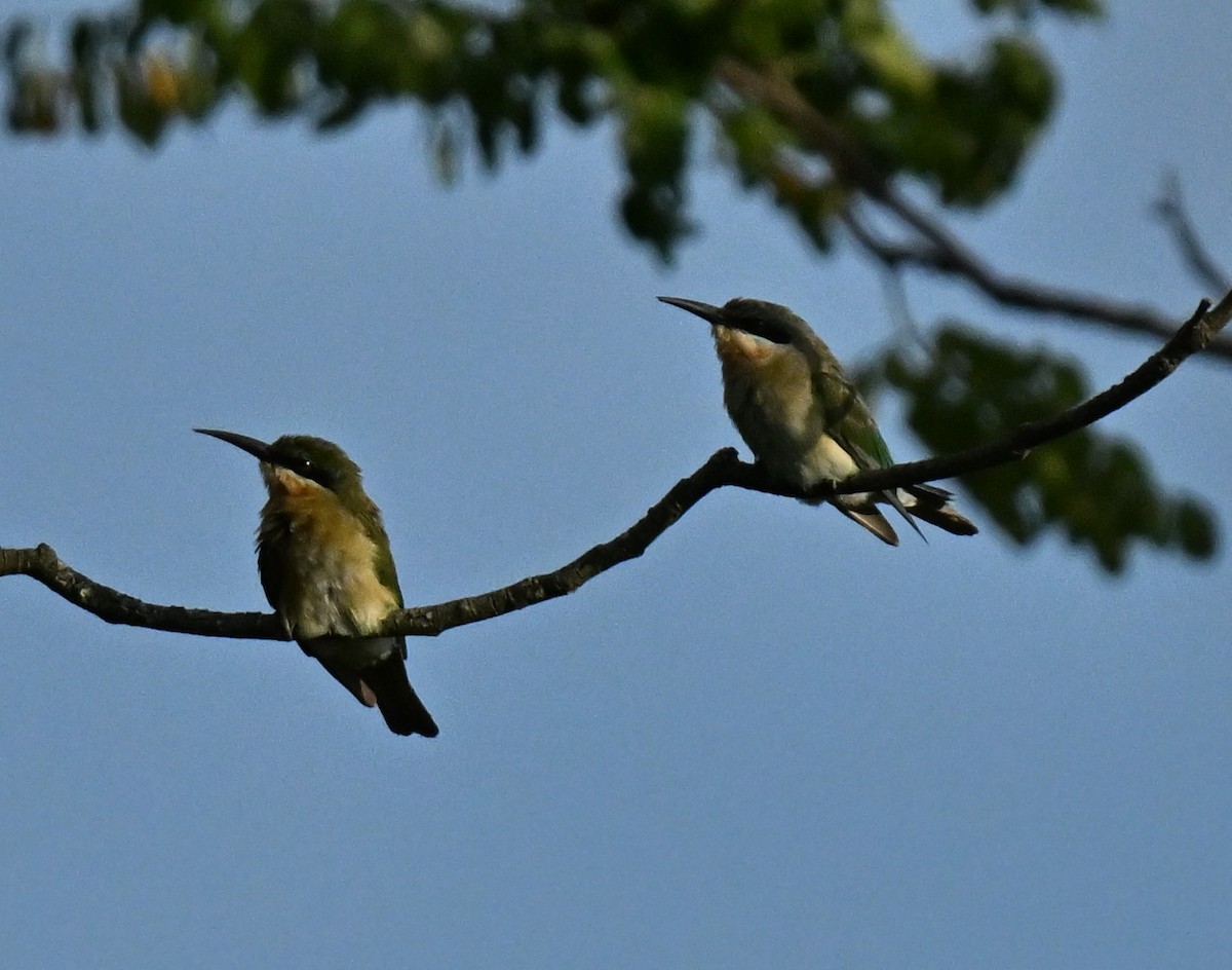Blue-tailed Bee-eater - ML647350758