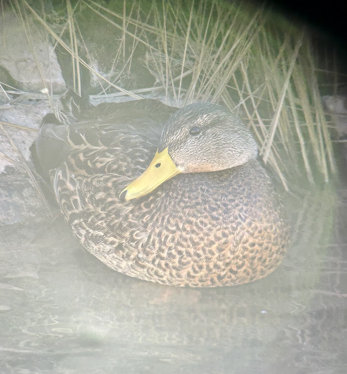 Крижень мексиканський - ML647350760