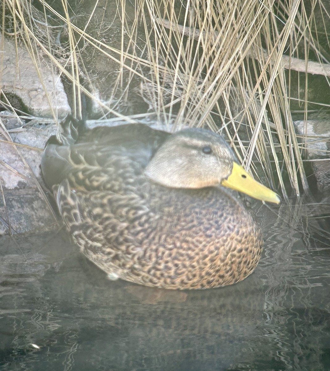 Крижень мексиканський - ML647350761