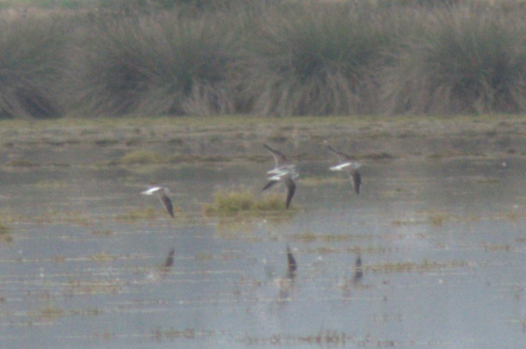 gluttsnipe - ML647350764