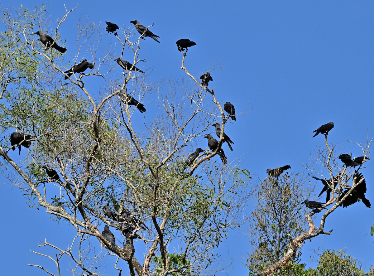House Crow - ML647350769