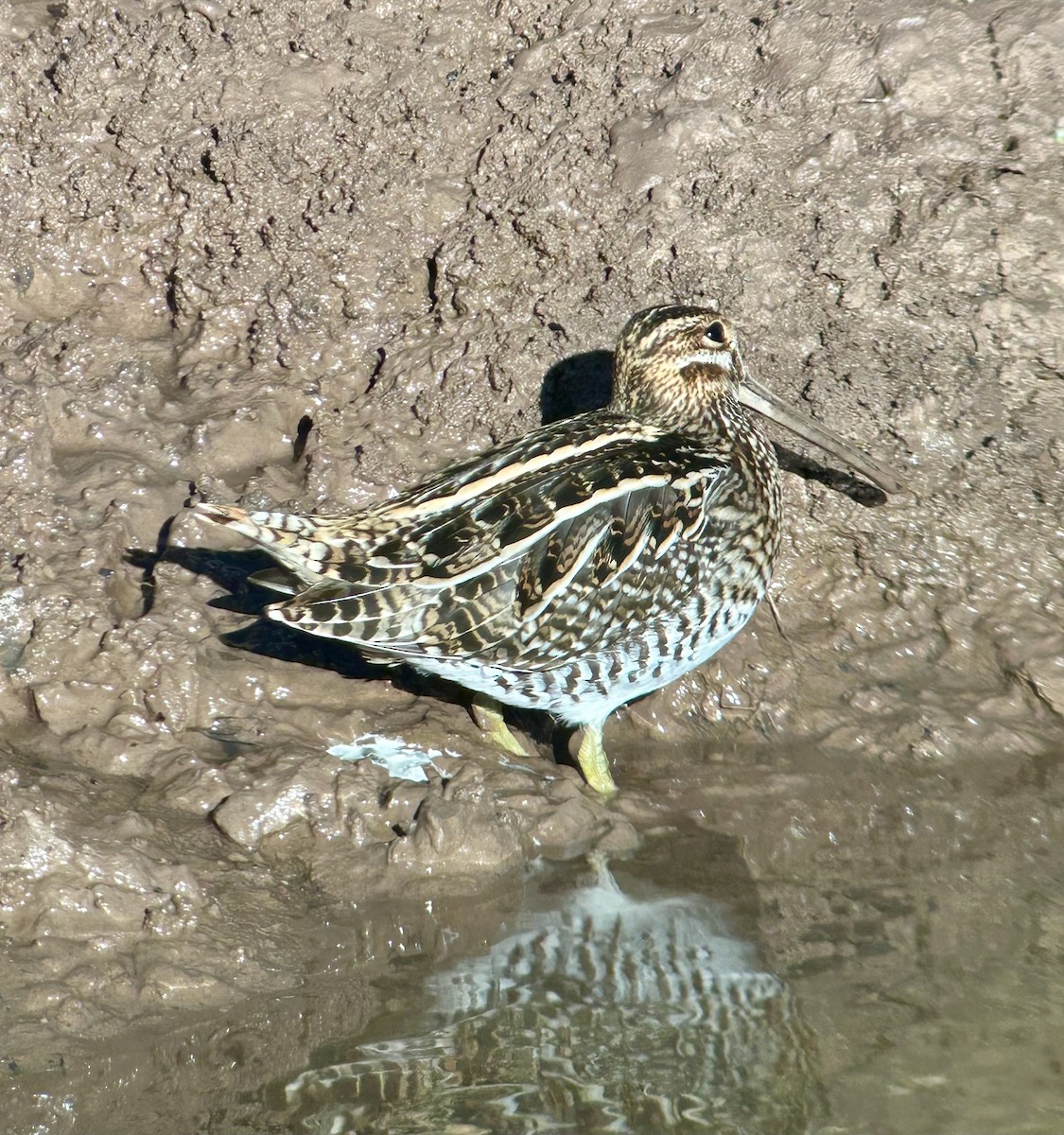 Баранець американський - ML647350770