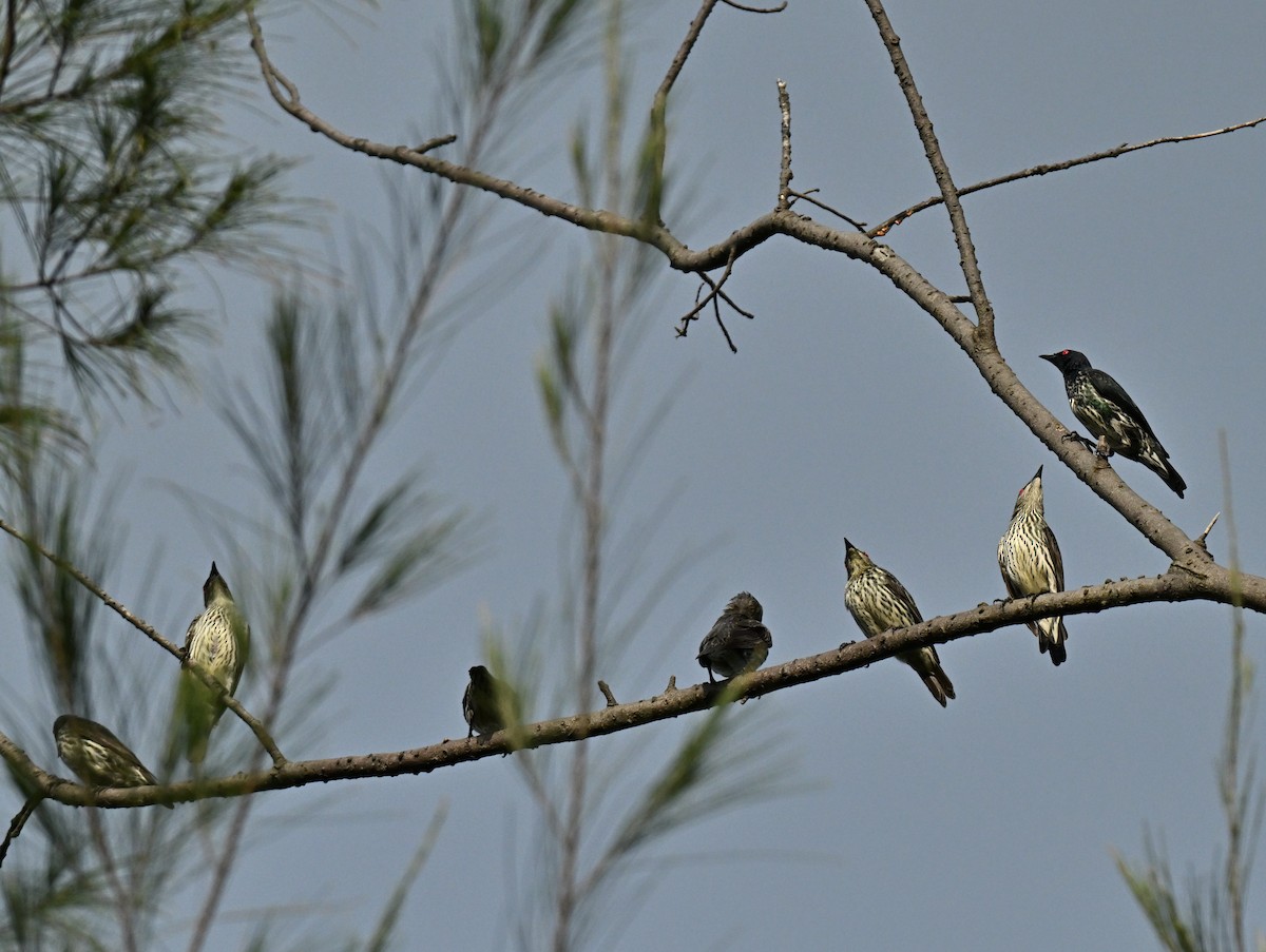 Asian Glossy Starling - ML647350775