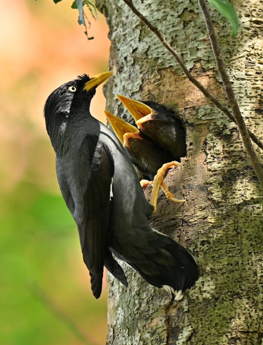 Javan Myna - ML647350780