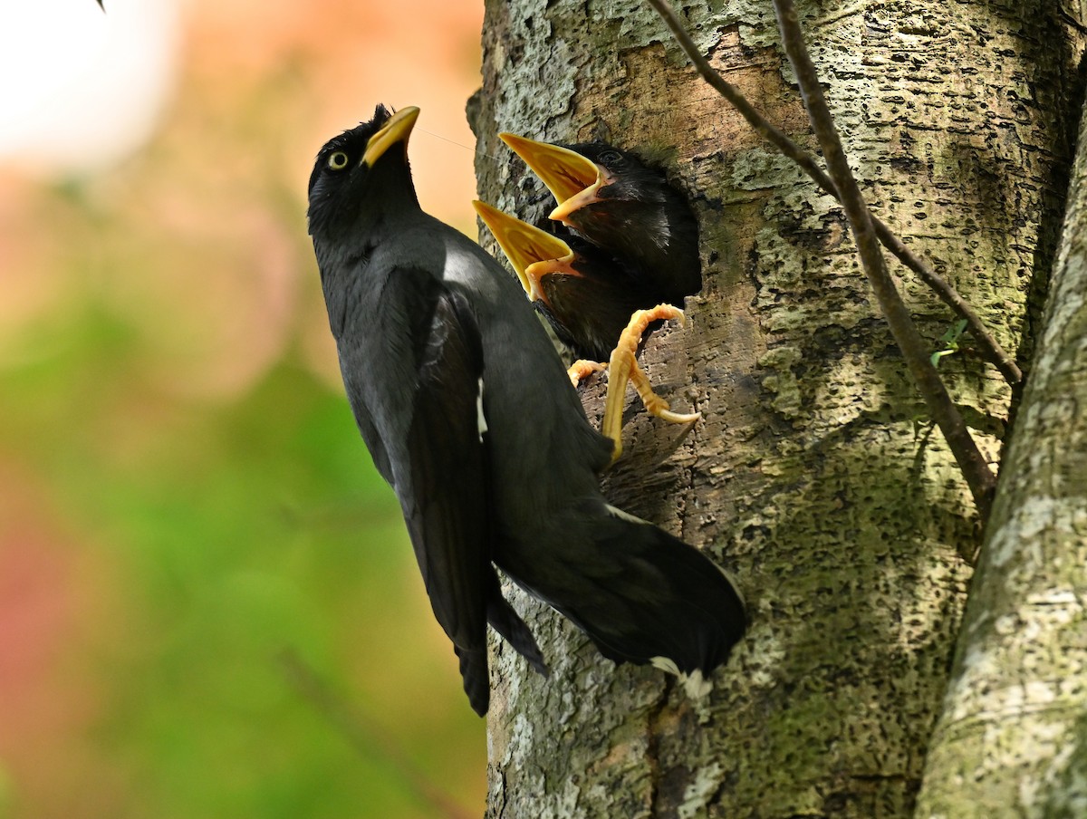 Javan Myna - ML647350781