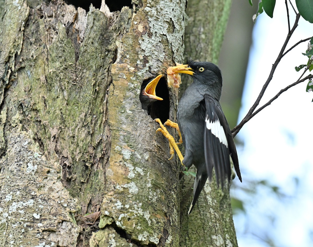 Javan Myna - ML647350782