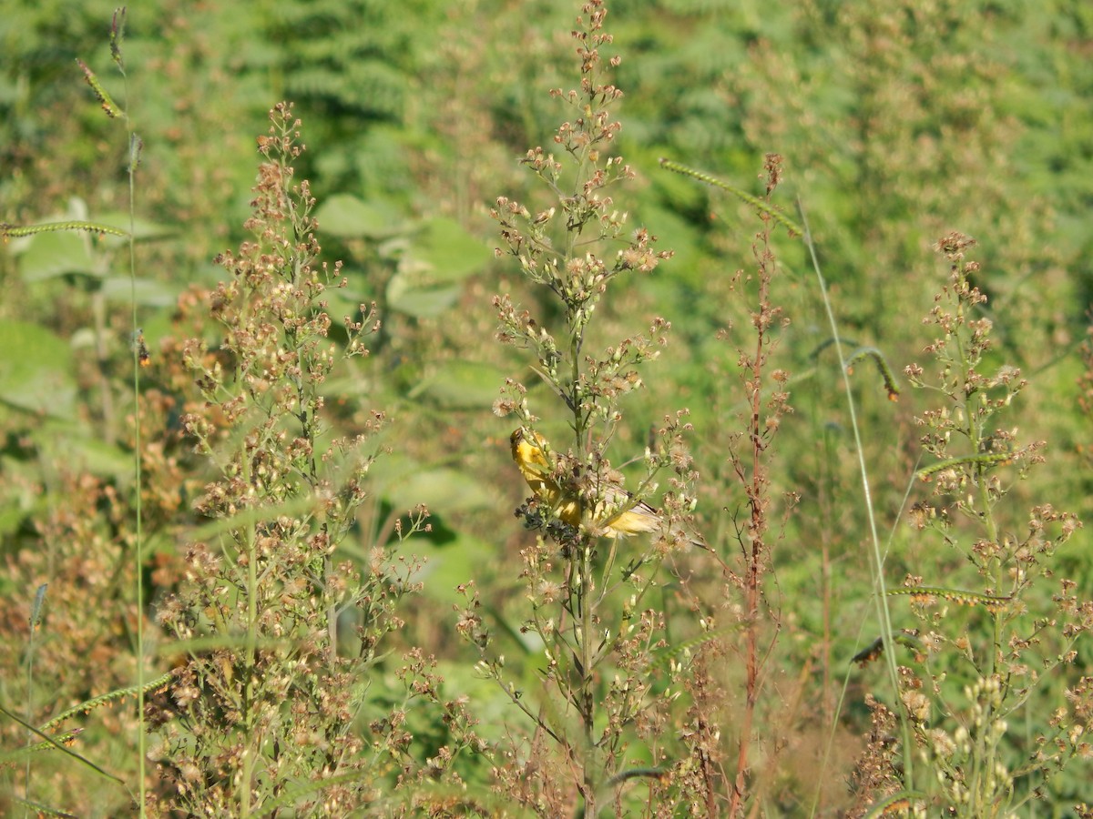 Короткоклювый зерноед - ML647350788