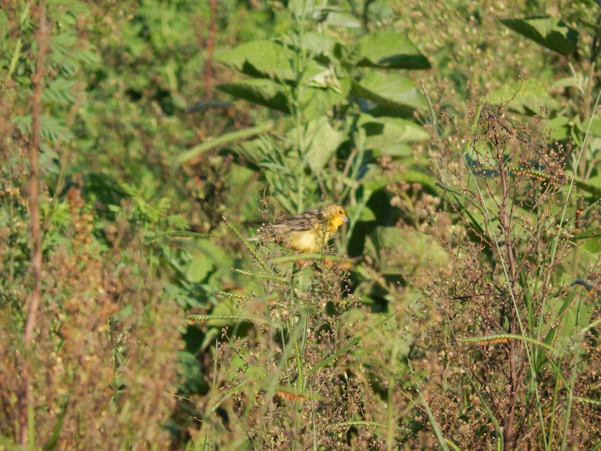 Короткоклювый зерноед - ML647350789