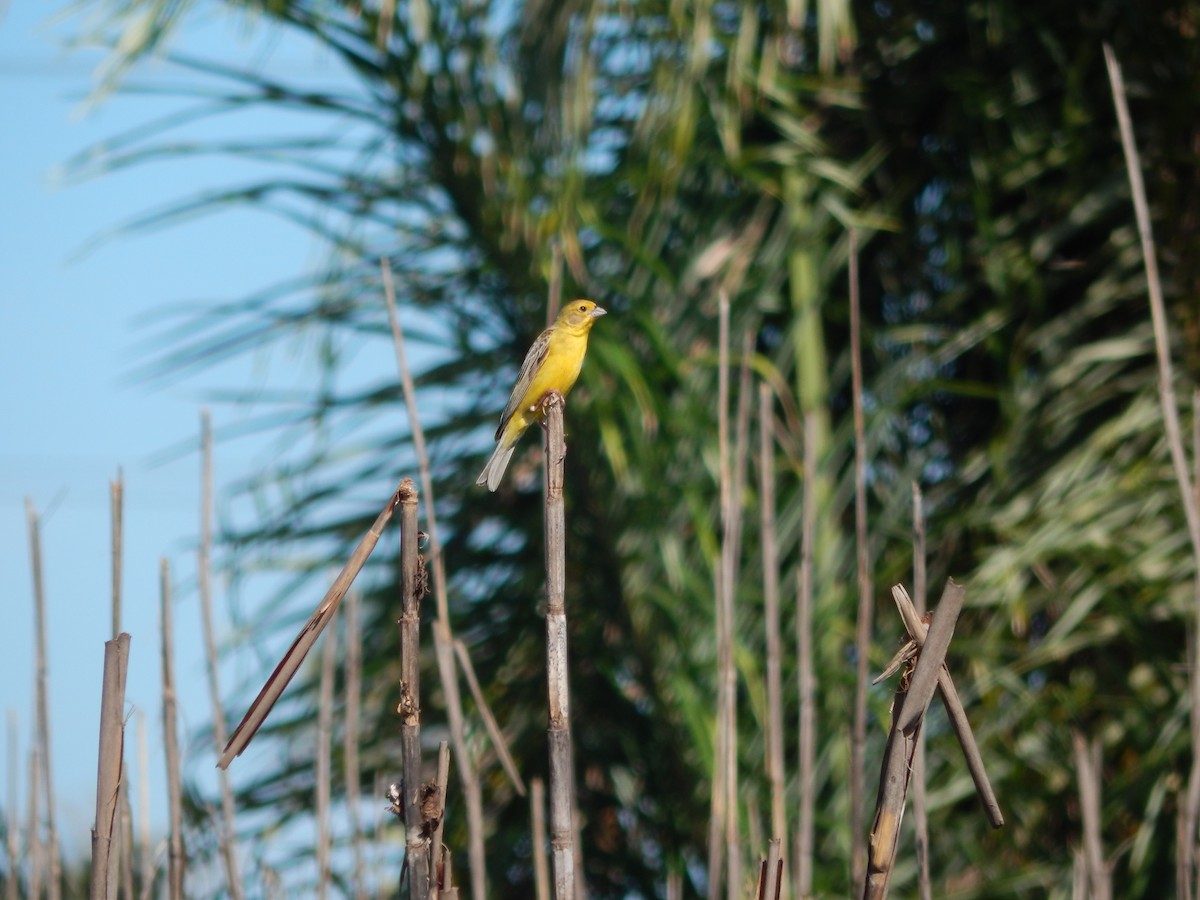 Короткоклювый зерноед - ML647350790