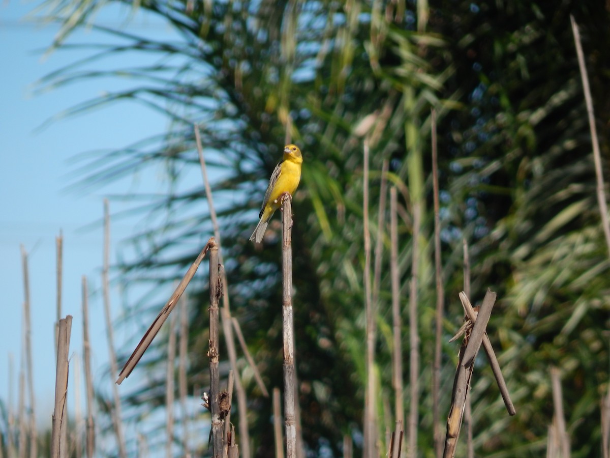 Короткоклювый зерноед - ML647350791