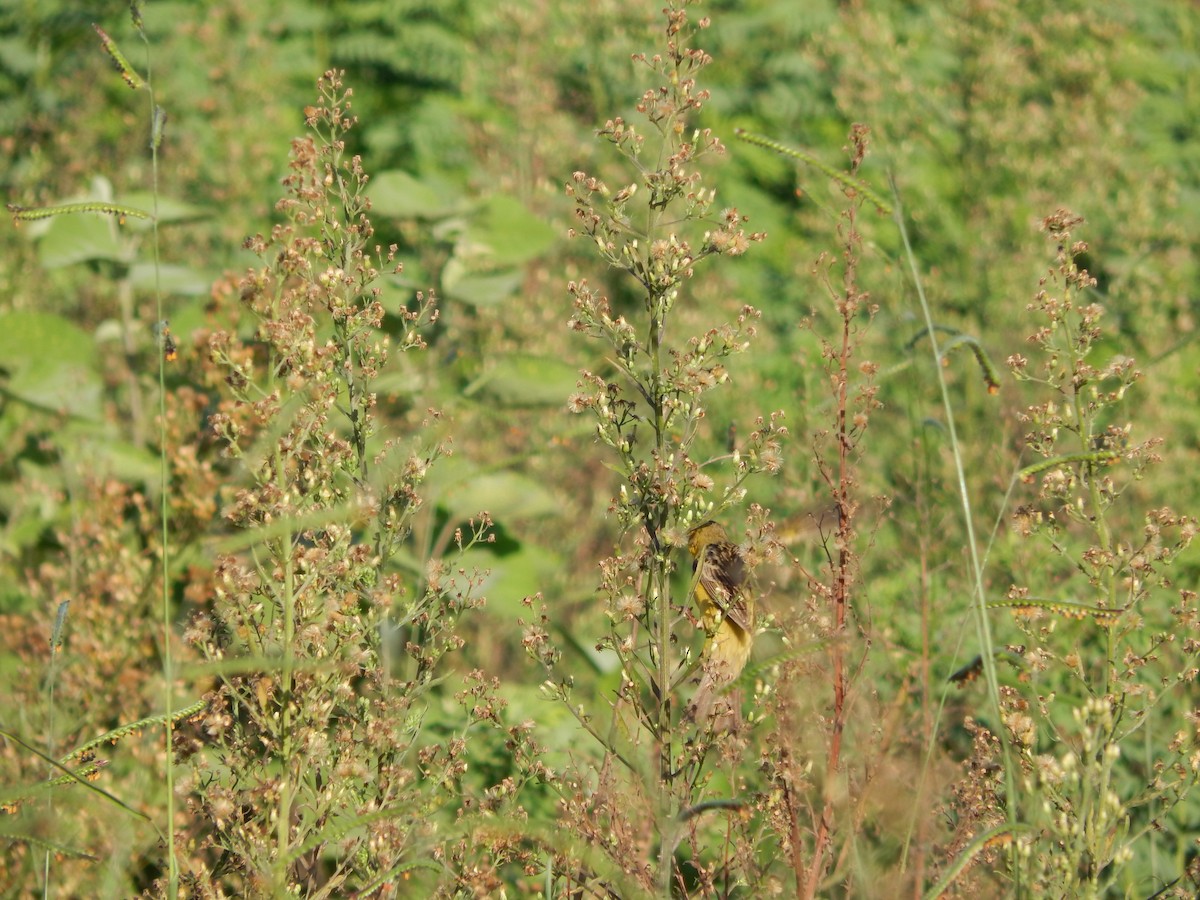 Короткоклювый зерноед - ML647350792