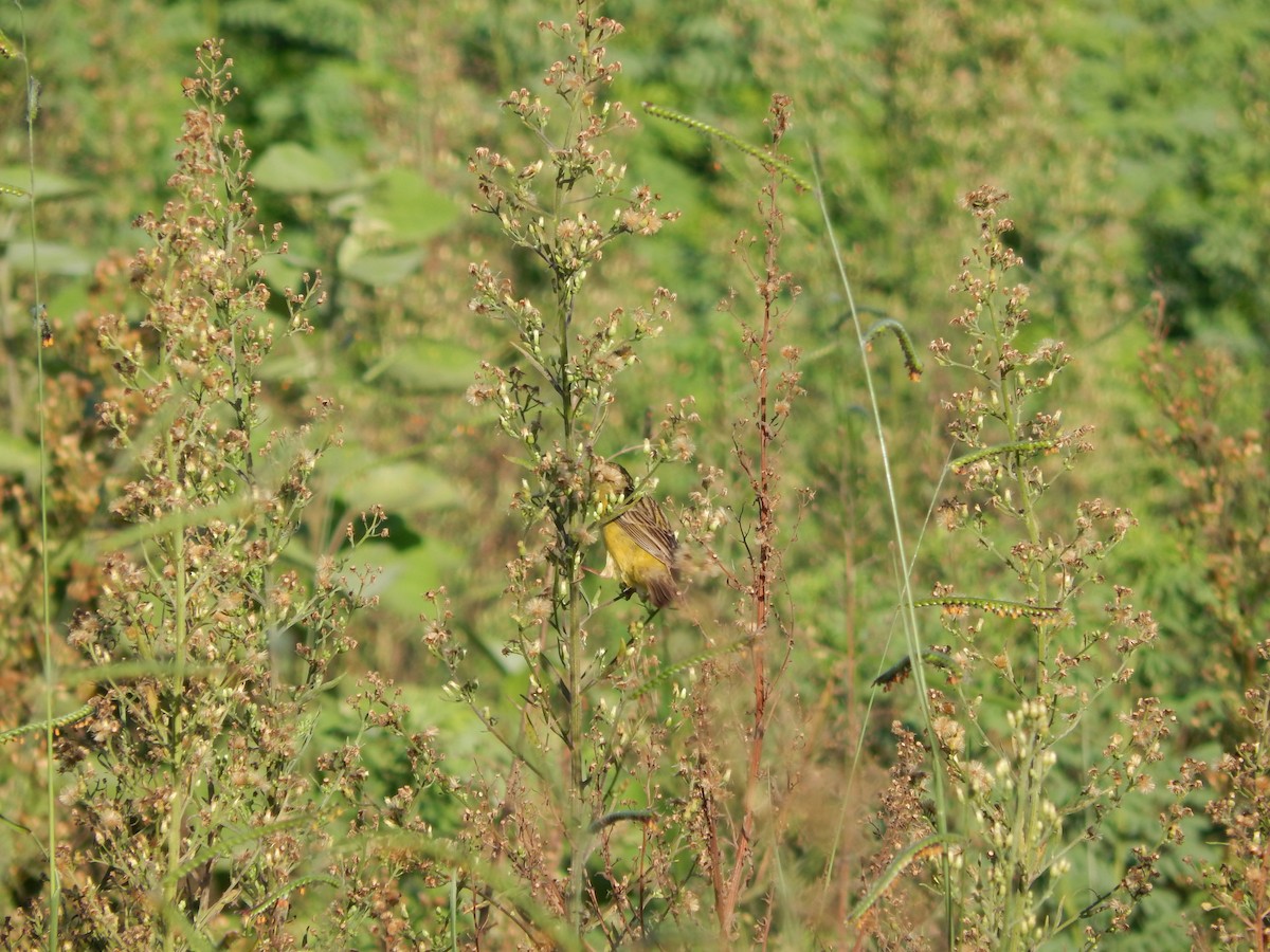 Короткоклювый зерноед - ML647350793