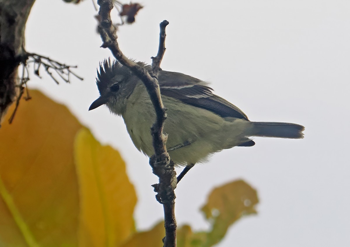 Southern Beardless-Tyrannulet - ML647350794
