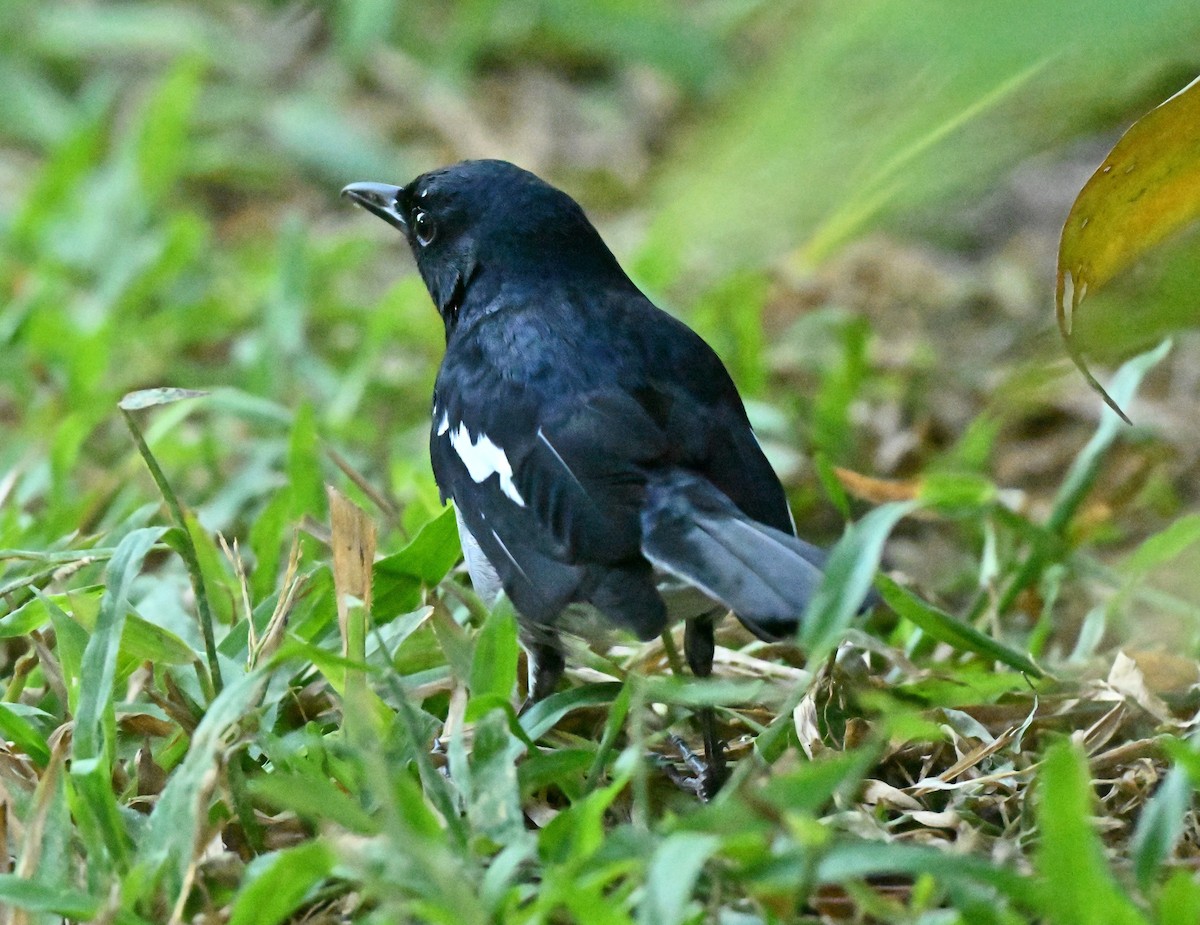 Oriental Magpie-Robin - ML647350795