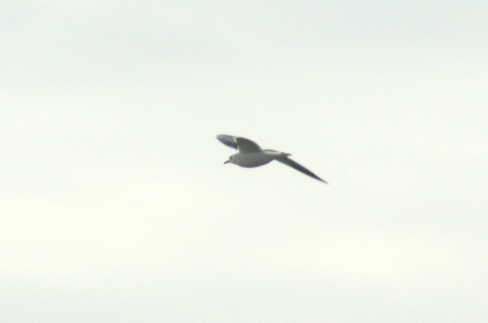 fiskemåke - ML647350808