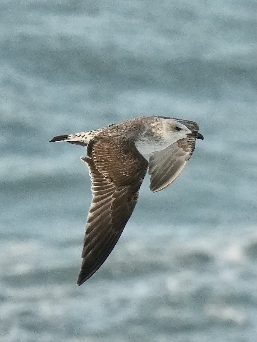 Lesser Black-backed Gull - ML647350810