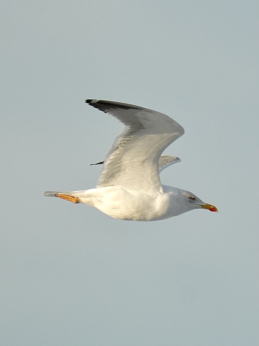 Lesser Black-backed Gull - ML647350816