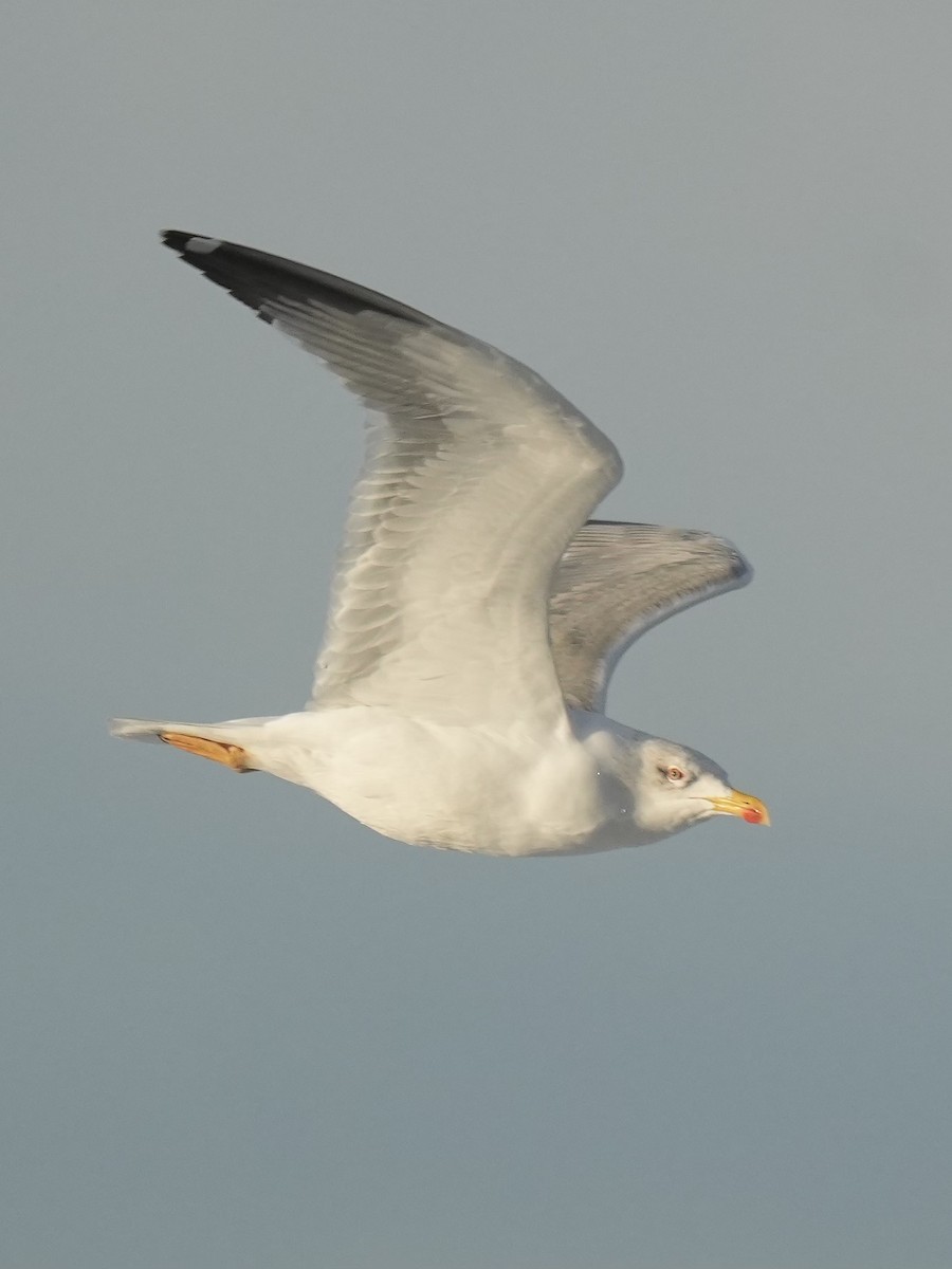 Lesser Black-backed Gull - ML647350817