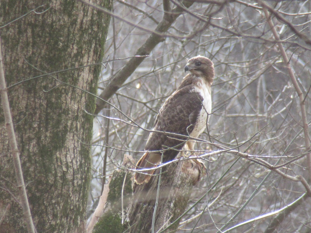 Rotschwanzbussard - ML647350819