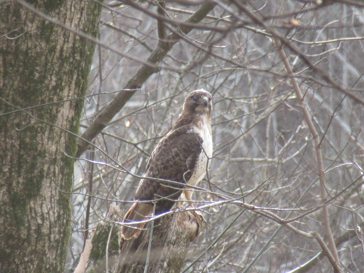 Rotschwanzbussard - ML647350820