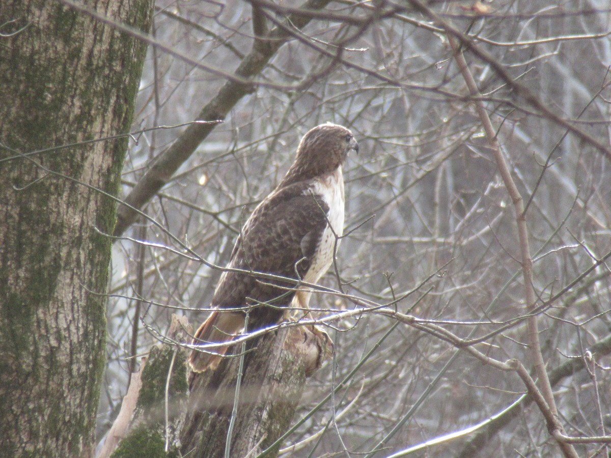 Rotschwanzbussard - ML647350821