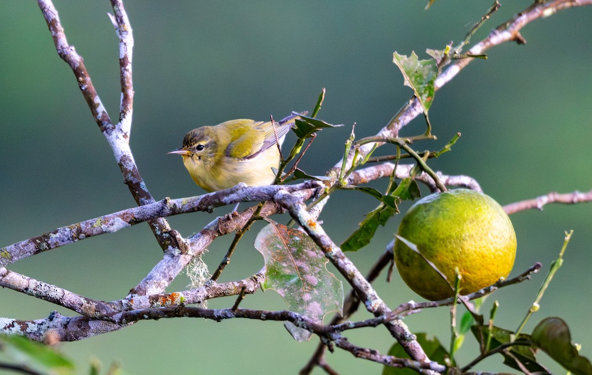 Червоїд світлобровий - ML647350830