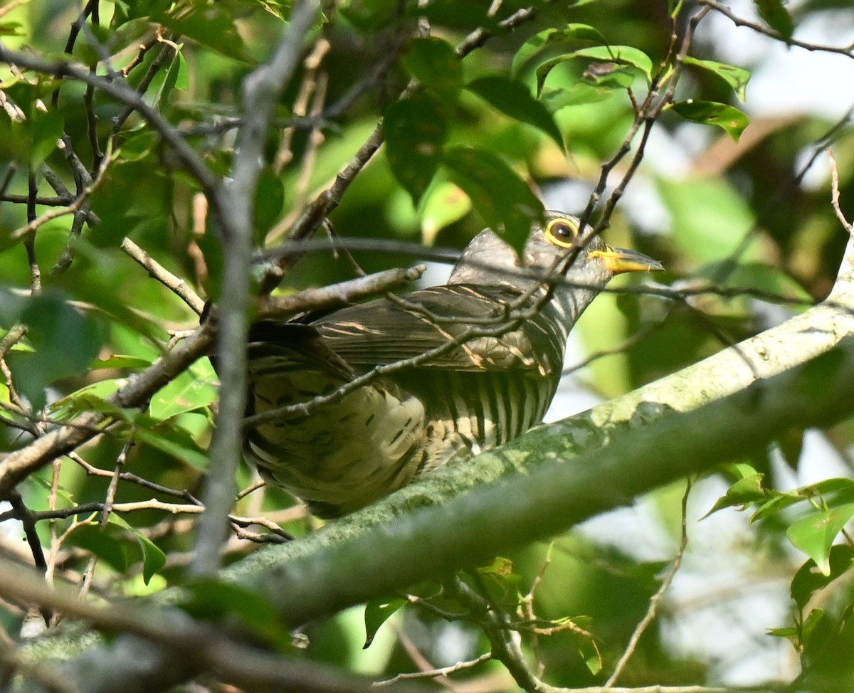 Indian Cuckoo - ML647350843