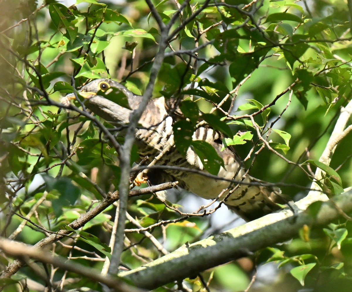 Indian Cuckoo - ML647350844