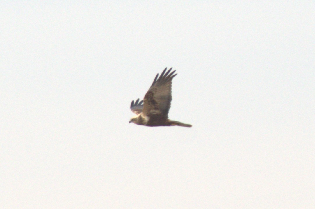 sivhauk - ML647350847