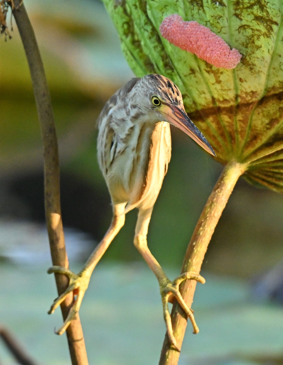 Yellow Bittern - ML647350848