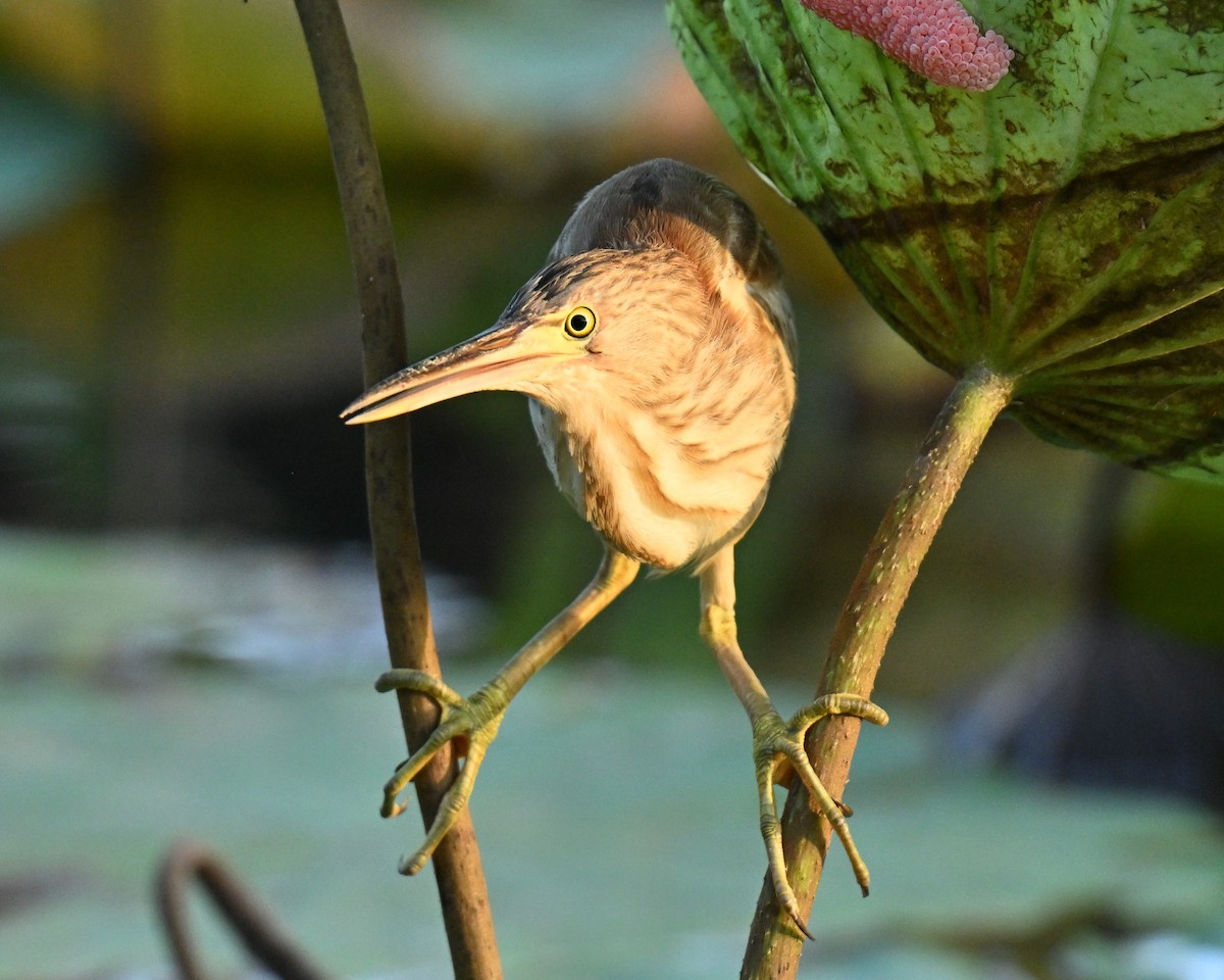 Yellow Bittern - ML647350849