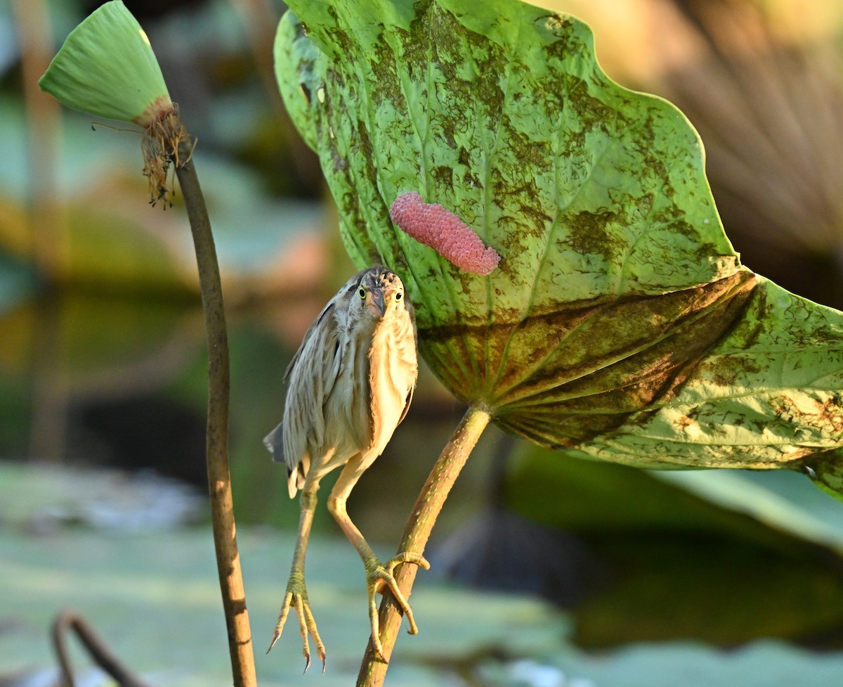 Yellow Bittern - ML647350850
