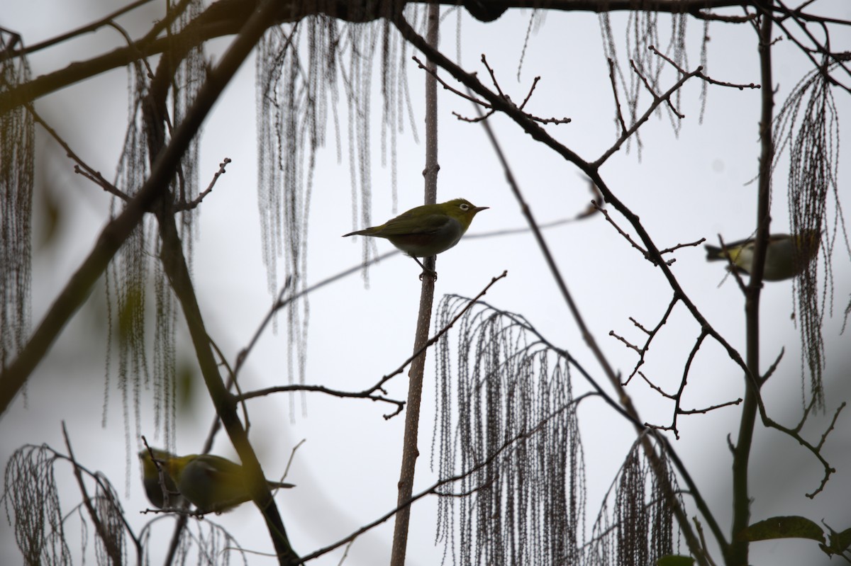 Chestnut-flanked White-eye - ML647350851