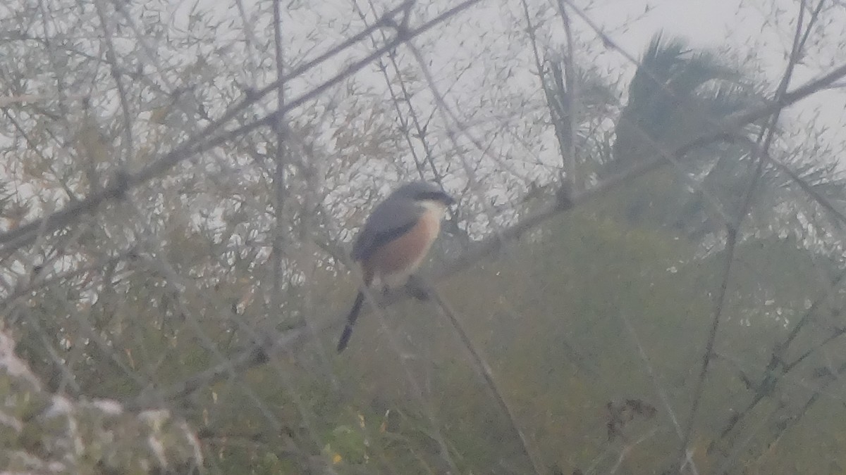 חנקן חלוד-גב - ML647350863