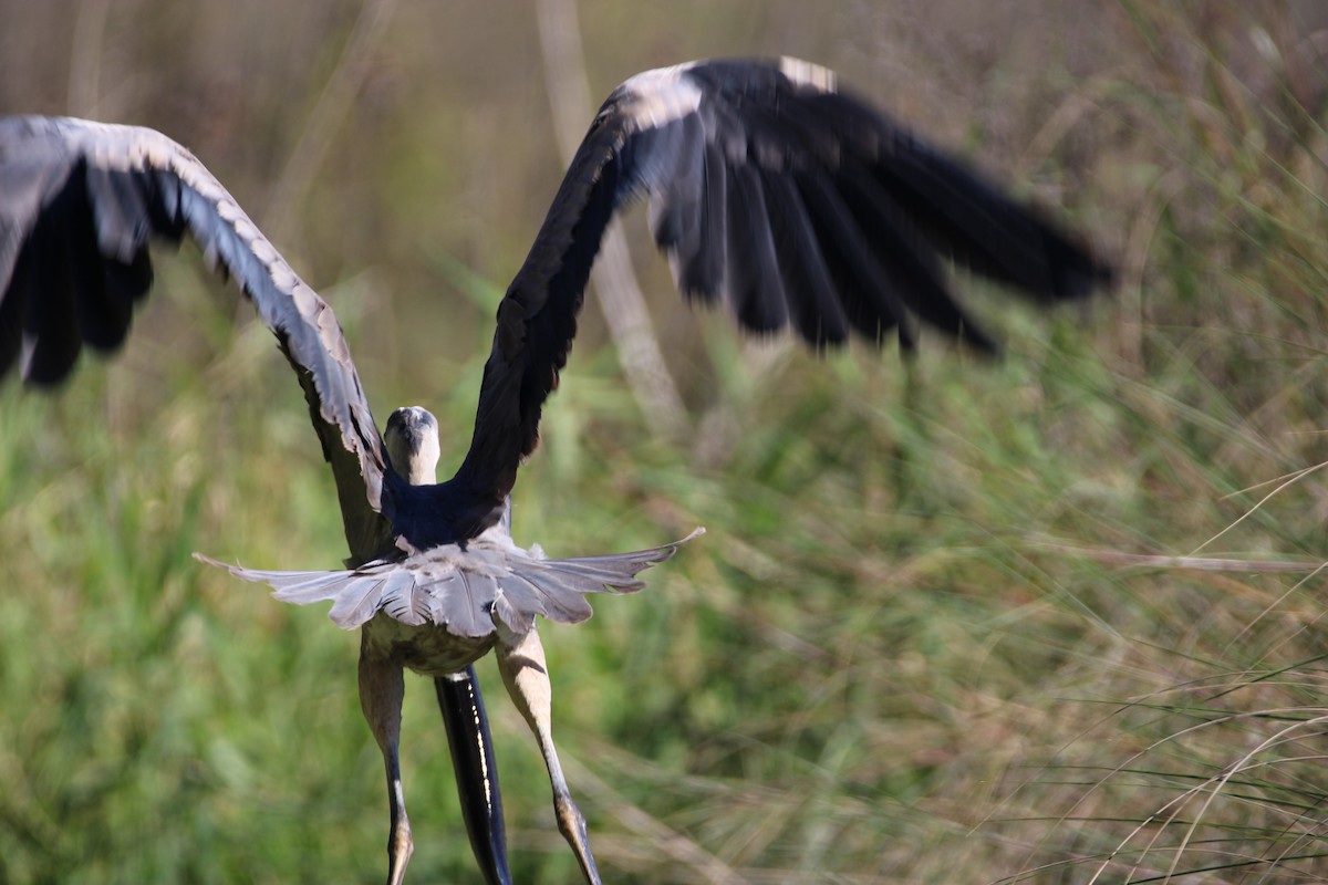 Great Blue Heron (Great Blue) - ML647350866