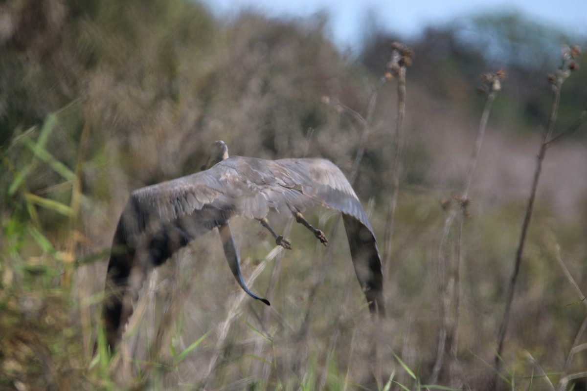Great Blue Heron (Great Blue) - ML647350867